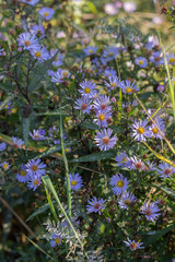 New England aster in the morning field