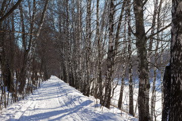 Winter forest under the snow