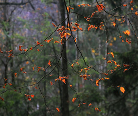 Jesienne Klimaty © Wojciech Lisiński