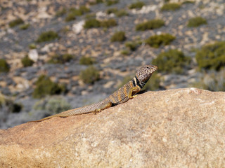 Lizard at Joshua Tree National Park, California