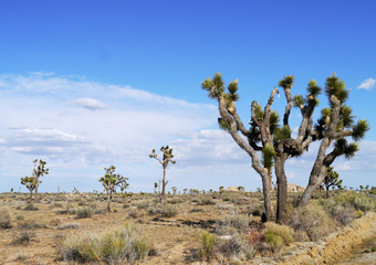 Joshua Tree National Park, California