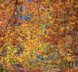 Jesienna Tapeta © Wojciech Lisiński