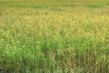 Beautiful field background