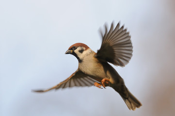 Flying Tree Sparrow against sky background - 95580609