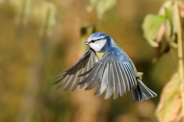 Flying Blue Tit among autumn yellow grasses