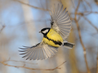 Flying Great Tit in bright autumn day - 95580625
