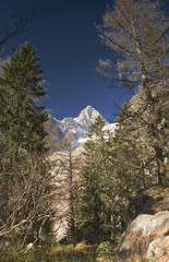 la montagna tra le piante