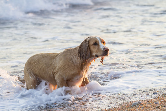 dog playing in waves on beach