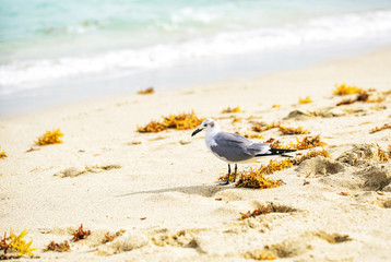 Sea gull is walking on the sea beach