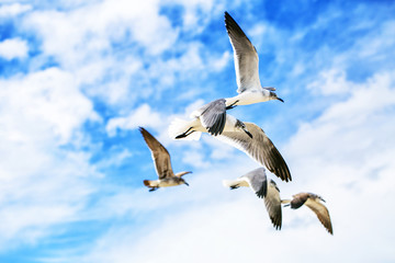 White sea gulls flying in the blue sunny sky.