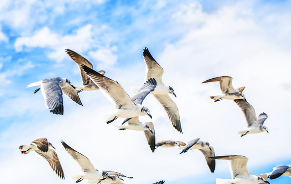 White sea gulls flying in the blue sunny sky.