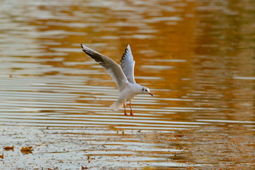 Mouette en vol, couleurs d'automne