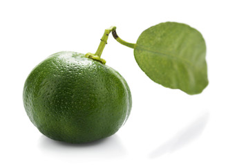 Hybrid kumquat tangerine isolated on white background.    