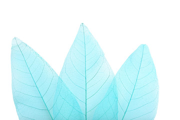 Skeleton leafs on a white background