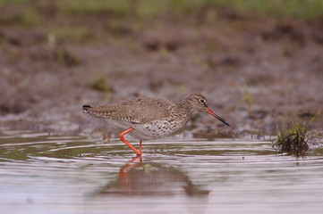 Chevalier gambette 4