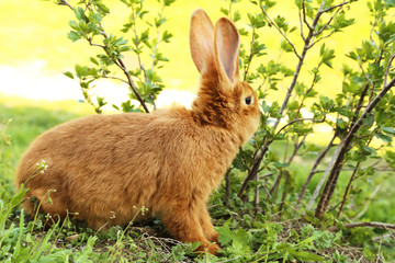 Young red rabbit on grass