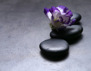 Fototapeta na wymiar Pebbles with beautiful flower on dark grey background