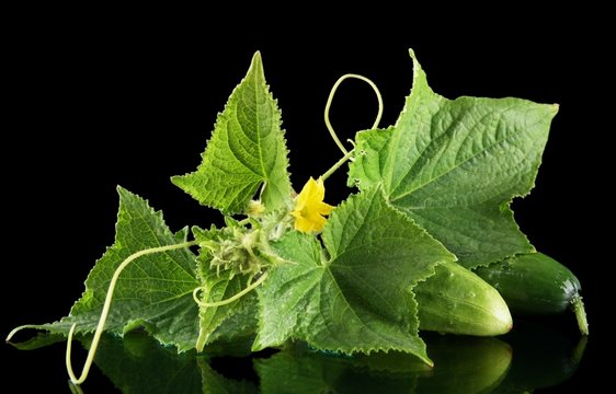 Few fresh raw cucumbers with flower isolated on black
