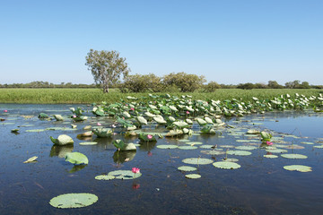Kakadu National Park, Australien © alfotokunst