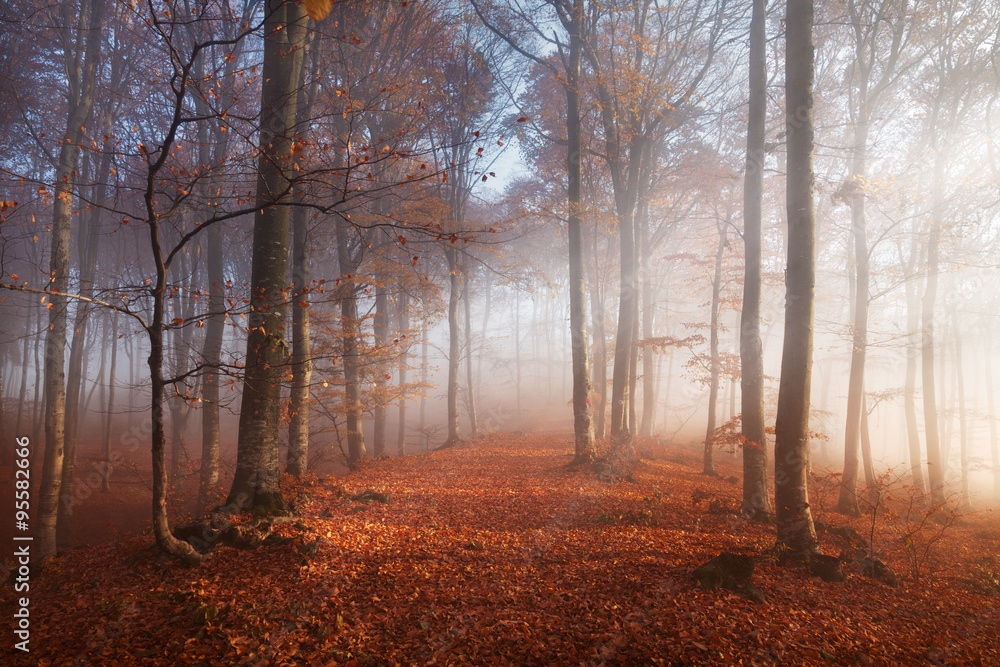 Poster fairy tale path through the forest with mist and light