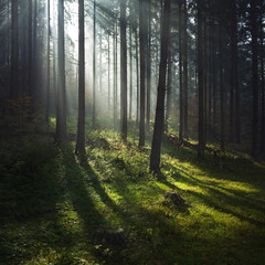 Sun rays through the trees in the forest