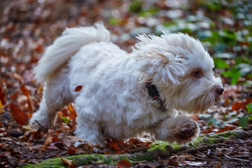 White havanese dog in forrest on sunny autumn day