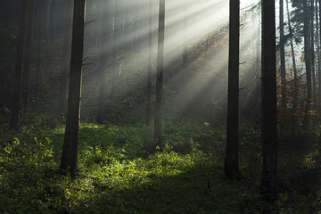 Spectacular sun rays inside the forest. When the fog was lifted