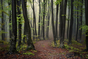 Trail in foggy forest during an autumn day