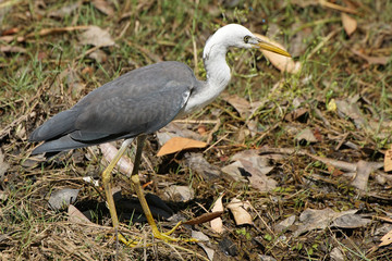 Weißhalsreiher, Australien