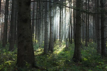 Fotobehang Betoverde Bos Sun rays through the trees int he forest  © bonciutoma
