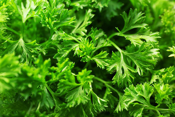 Fresh parsley closeup