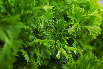 Fresh parsley closeup