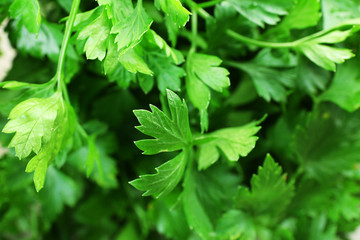Fototapeta na wymiar Fresh parsley closeup