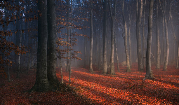 Shadows in foggy forest during sunset