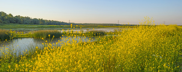 Wild flowers along a lake in summer at sunrise
