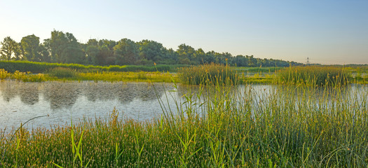 Wild flowers along a lake in summer at sunrise

