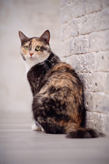 Multi-colored cat near a brick wall.