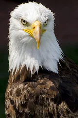 Foto op Plexiglas Bald Eagle stares intensely © designerwriter