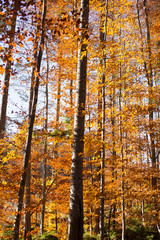 Beautiful morning in the misty autumn forest with sun rays