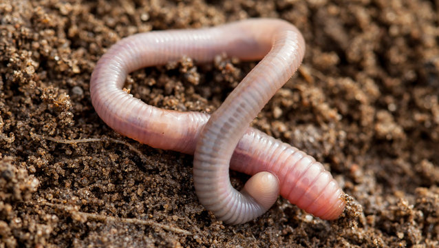 Earthworm Images – Browse 30,771 Stock Photos, Vectors, and Video
