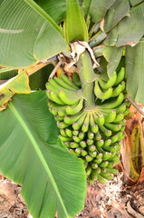 Banany na plantacji na Teneryfie © Darios