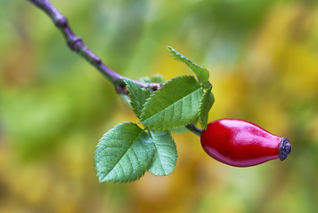 Rose-hip
