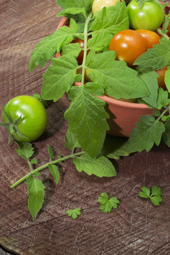 Tomato selection in a clay bowl