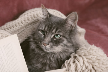 Grey lazy cat with knitted scarf and book on sofa in the room, close up