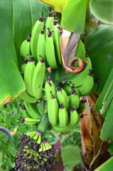 Banany na plantacji na Teneryfie © Darios