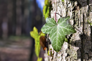 ivy on a tree