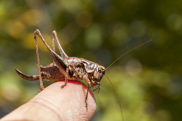 Grillo adagiato sul dito di una mano. Sfondo di foglie verde sfocato , bokeh 