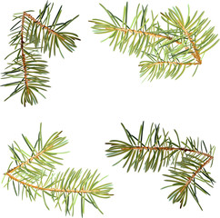 Fototapeta premium Realistic needles, spruce branches Christmas tree, detailed, frame of spruce branches, template for design