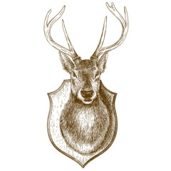Fototapeta premium engraving stuffed reindeer head on white background