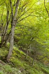 Fototapeta premium Verde lussureggiante nella foresta